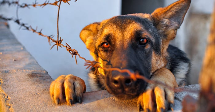 Espacio dedicado a nuestra mascota, hoy el maltrato animal con Angel Osuna Espacio dedicado a nuestra mascota, hoy el maltrato animal con Angel Osuna