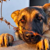 Espacio dedicado a nuestra mascota, hoy el maltrato animal con Angel Osuna Espacio dedicado a nuestra mascota, hoy el maltrato animal con Angel Osuna
