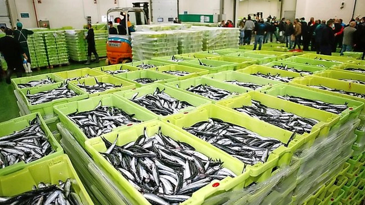 Anchoas en lonja