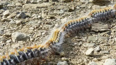 Procesionaria Procesionaria