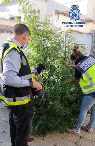 Desmantelan un importante punto de venta de drogas en Valdepeñas y detienen a seis personas Desmantelan un importante punto de venta de drogas en Valdepeñas y detienen a seis personas