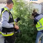 La Policía Nacional ha desmantelado un punto de venta de estupefacientes en Valdepeñas La Policía Nacional ha desmantelado un punto de venta de estupefacientes en Valdepeñas