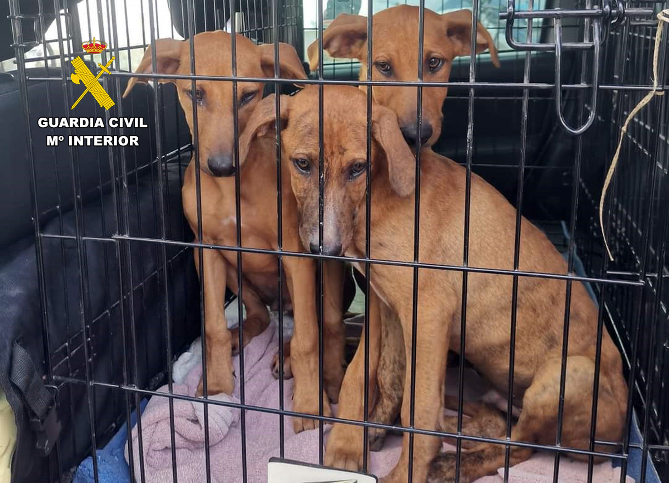 La Guardia Civil investiga a un vecino de Águilas por abandonar a sus perros La Guardia Civil investiga a un vecino de Águilas por abandonar a sus perros