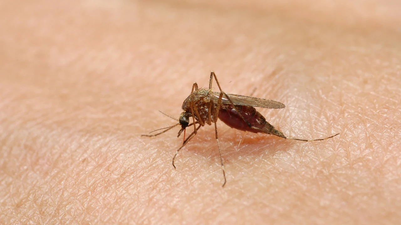 Imagen de archivo del mosquito que transmite la enfermedad del dengue