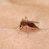 Imagen de archivo del mosquito que transmite la enfermedad del dengue