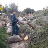 La Guardia Civil denuncia la tala ilegal de pinos mediterráneos en el municipio de Orihuela