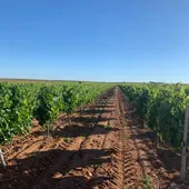 Viñedos Viñedos
