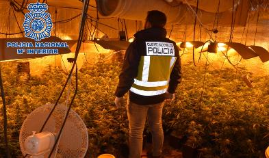 Detenida una persona en Alcázar por cultivar más de 700 plantas de marihuana Detenida una persona en Alcázar por cultivar más de 700 plantas de marihuana