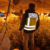 Plantación de marihuana desmantelada en Alcázar Plantación de marihuana desmantelada en Alcázar