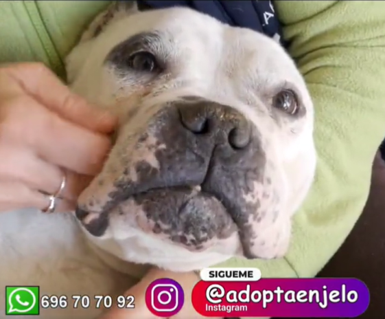 Adopta en JELO: Flor, una perra rescatada en Madrid que busca un hogar Adopta en JELO: Flor, una perra rescatada en Madrid que busca un hogar