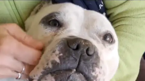 Adopta en JELO Adopta en JELO