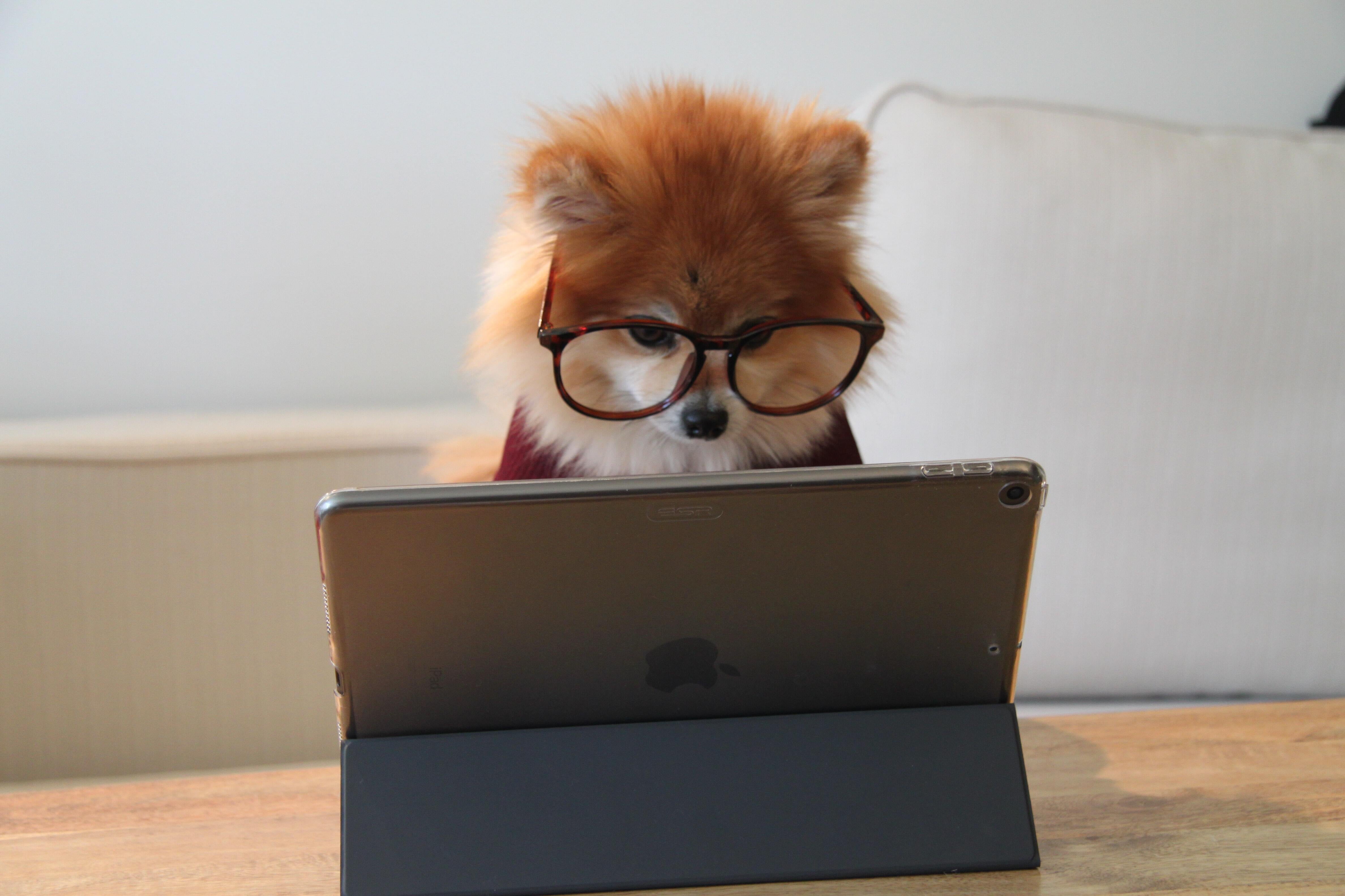 Cómo saber si tengo que hacer el nuevo curso de la Ley animal para tener perro Cómo saber si tengo que hacer el nuevo curso de la Ley animal para tener perro