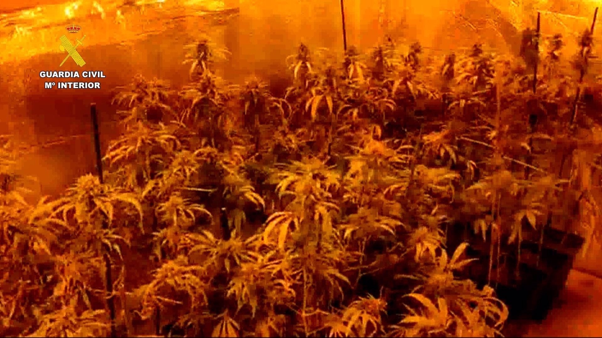 Siete detenidos en una operación antidroga en Toledo y Madrid Siete detenidos en una operación antidroga en Toledo y Madrid