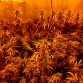 Siete detenidos en una operación antidroga en Toledo y Madrid Siete detenidos en una operación antidroga en Toledo y Madrid