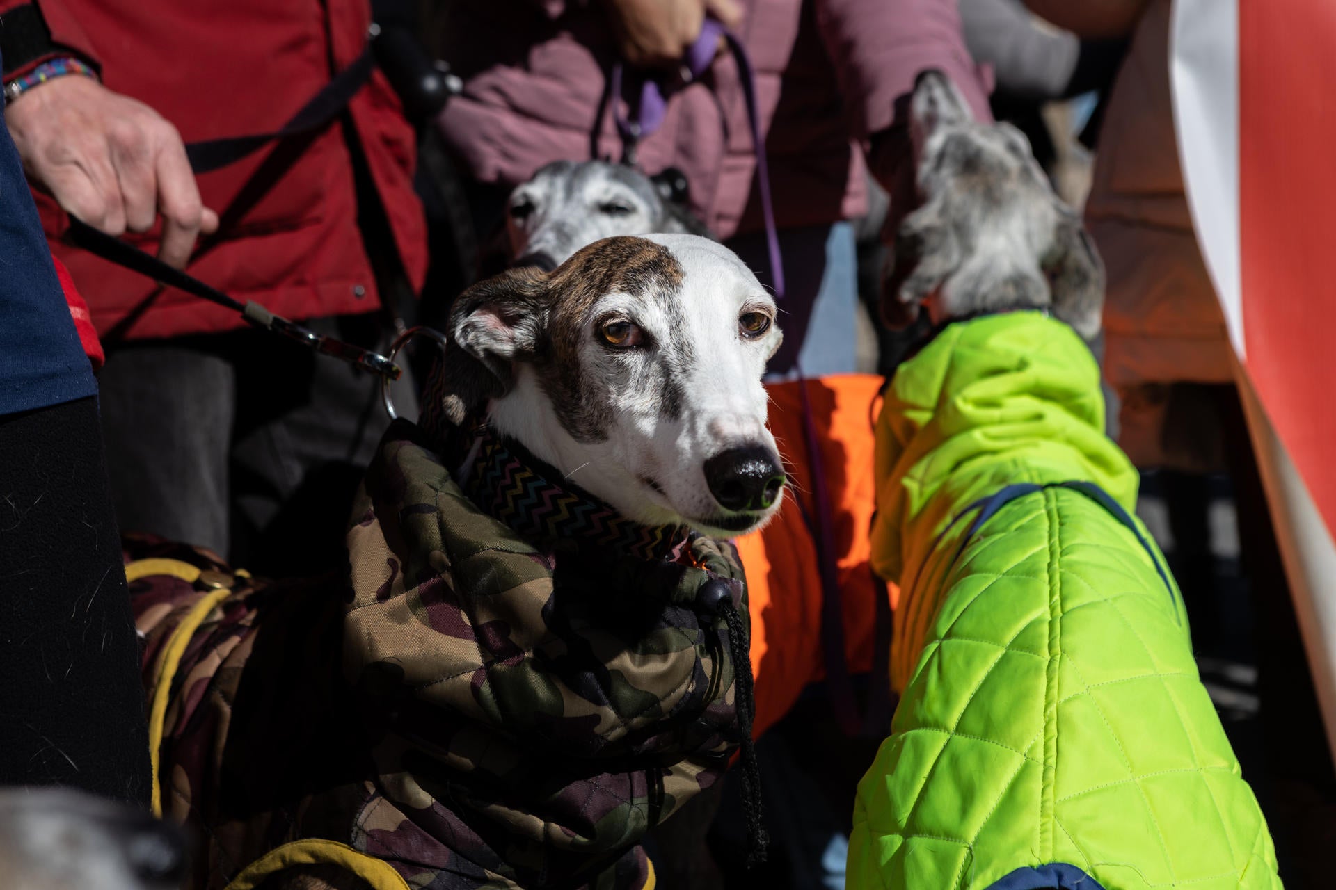 El Congreso aprueba la nueva Ley animal: la fecha en la que entrará en vigor El Congreso aprueba la nueva Ley animal: la fecha en la que entrará en vigor