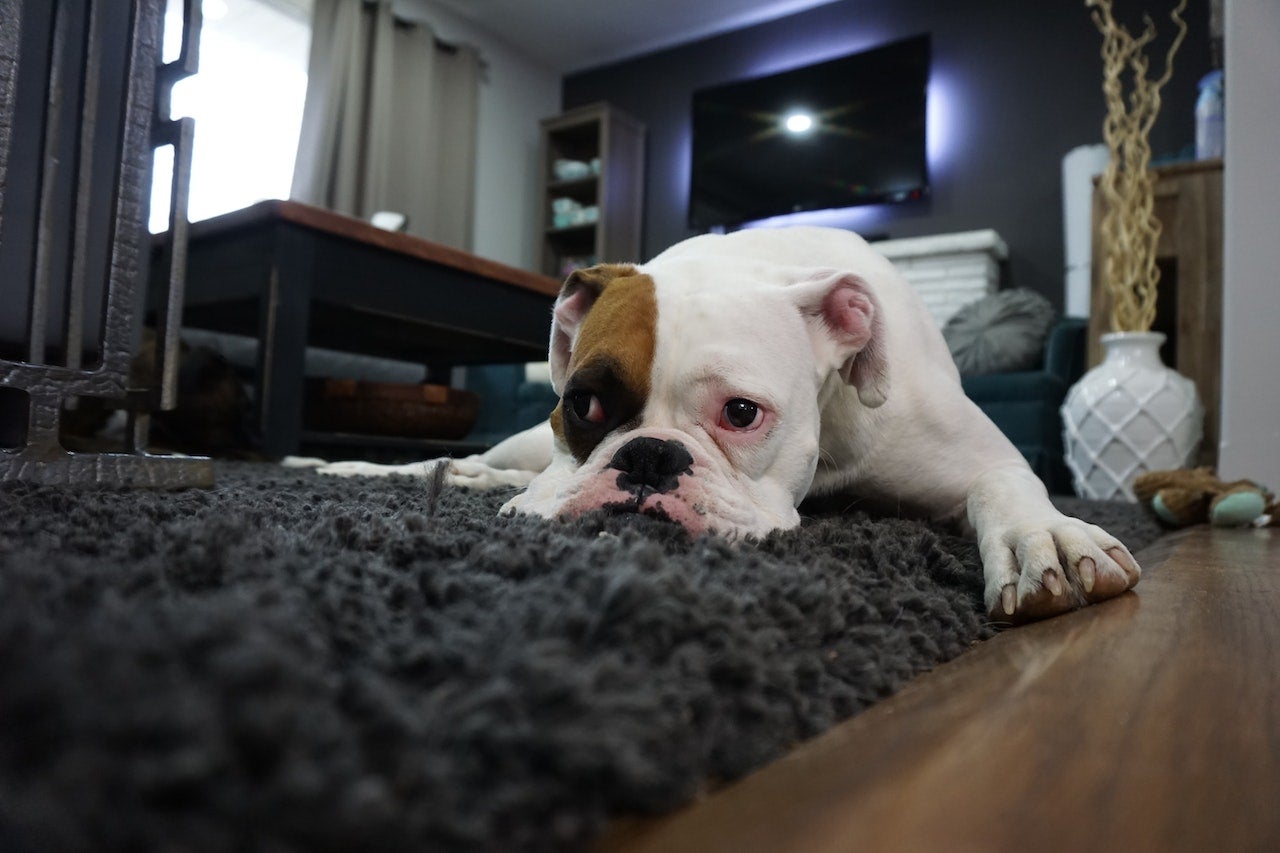 Ley animal: la multa a la que te enfrentas si dejas a tu mascota sola en casa más tiempo del permitido Ley animal: la multa a la que te enfrentas si dejas a tu mascota sola en casa más tiempo del permitido