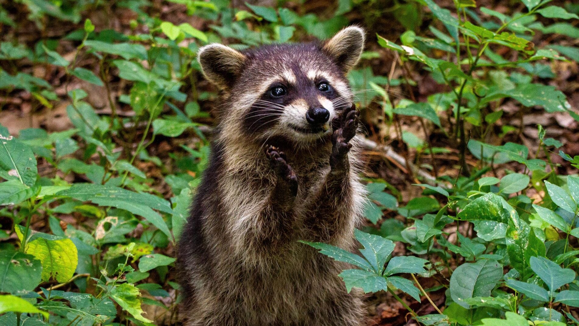 Nuevos hallazgos sobre el posible origen animal del Covid-19 apuntan a perros mapaches y civetas