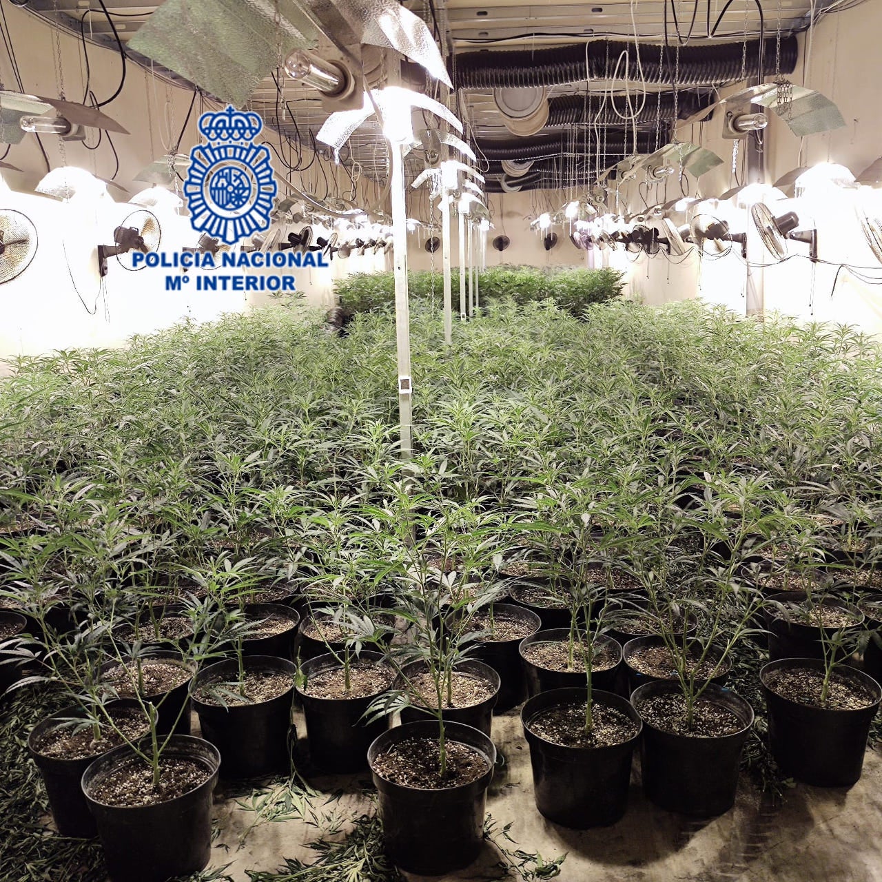 Tres acusados por cultivar y vender marihuana desde Luarca Tres acusados por cultivar y vender marihuana desde Luarca