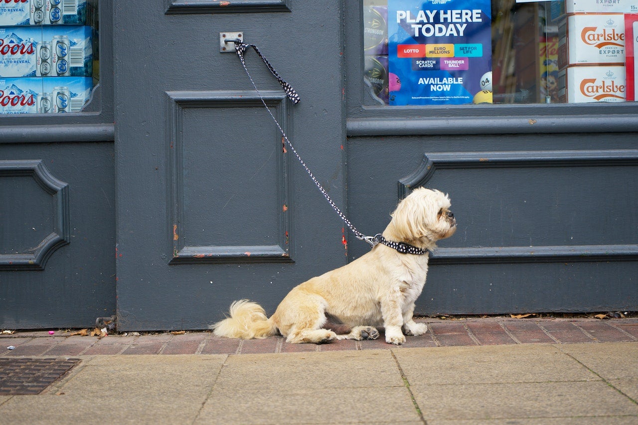 Ley animal: esta es la multa por dejar a tu perro solo atado en la calle Ley animal: esta es la multa por dejar a tu perro solo atado en la calle