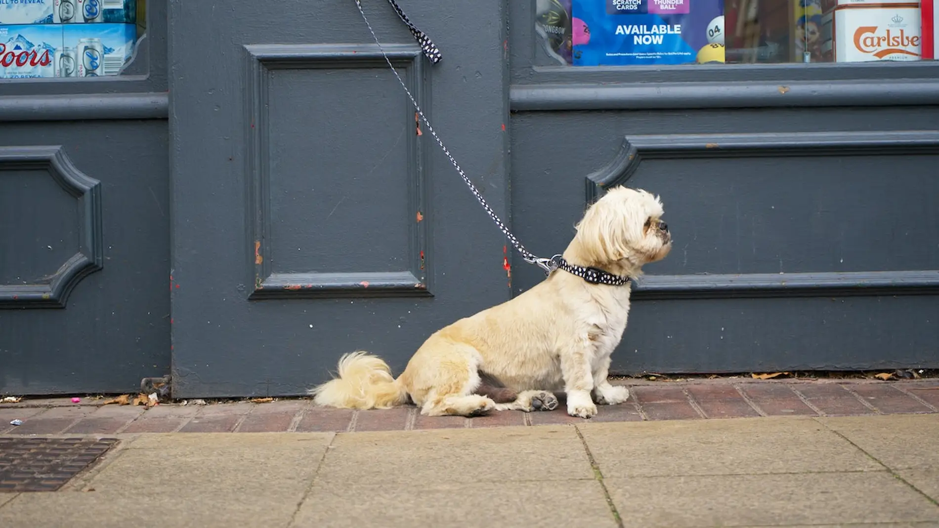 Ley animal: esta es la multa por dejar a tu perro solo atado en la calle