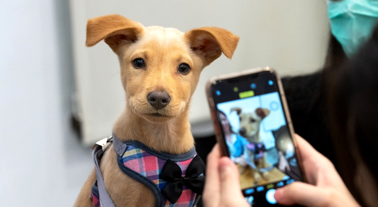 Las adopciones es el tema que hoy abordamos en nuestro espacio dedicado a las mascotas Las adopciones es el tema que hoy abordamos en nuestro espacio dedicado a las mascotas