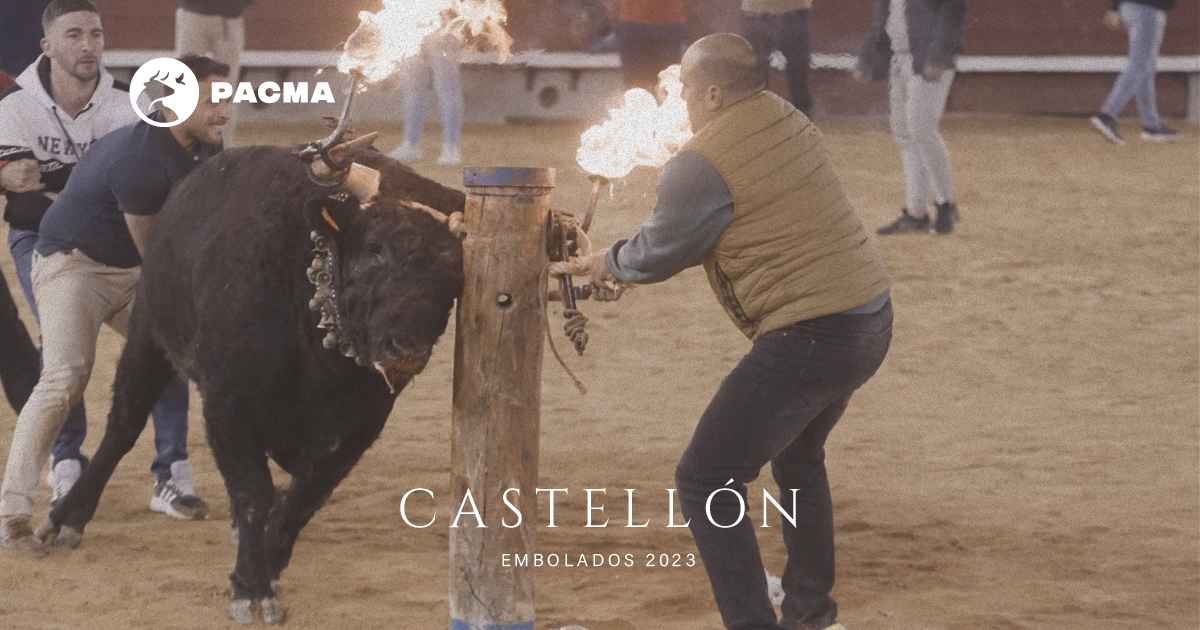 PACMA denuncia el sometimiento a "angustia y pánico" a un toro embolado durante la Magdalena PACMA denuncia el sometimiento a "angustia y pánico" a un toro embolado durante la Magdalena