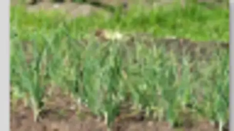 Cultivo de ajos Cultivo de ajos