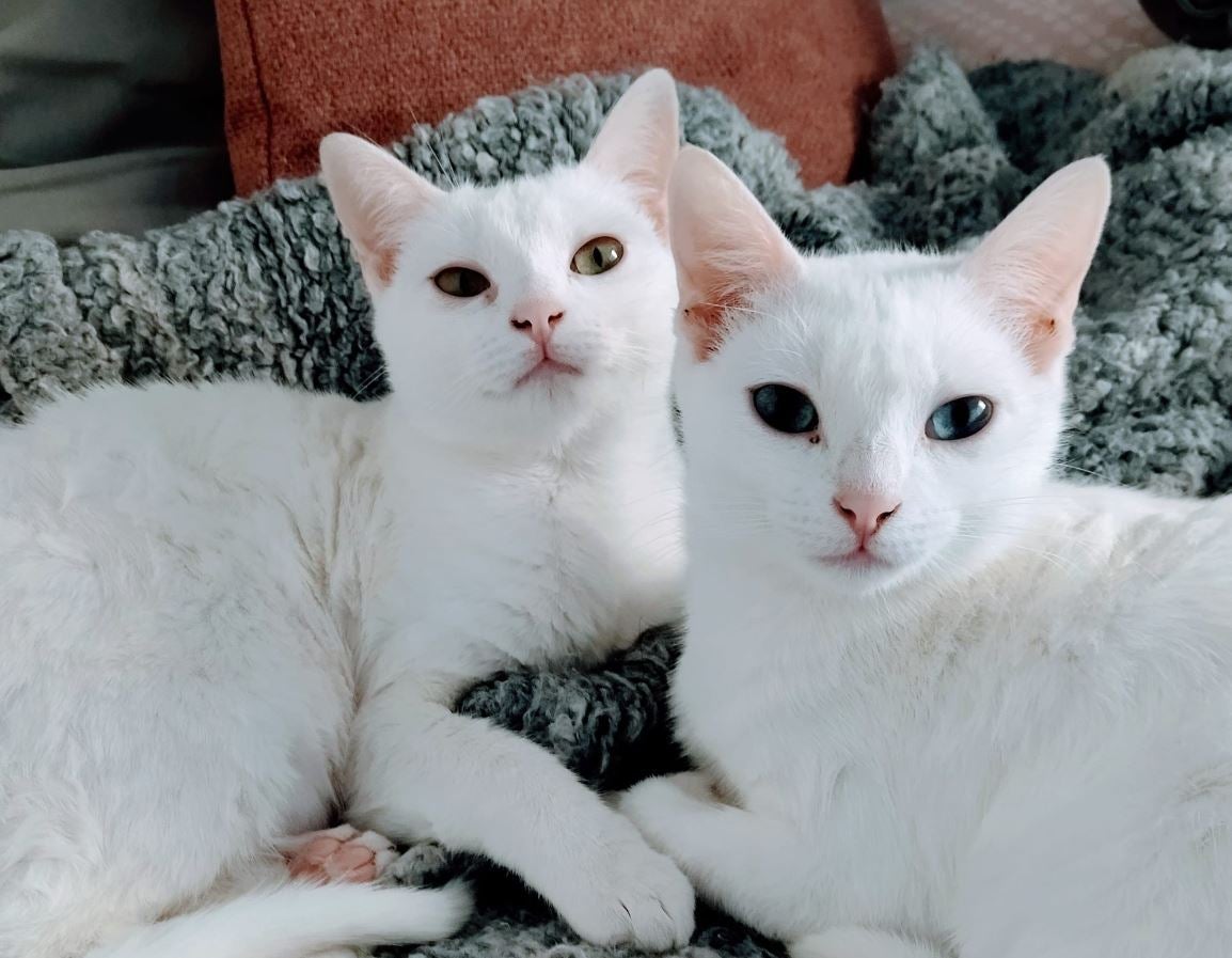 Adopta en JELO: Blanca y Cotton, las gatas gemelas que buscan un hogar Adopta en JELO: Blanca y Cotton, las gatas gemelas que buscan un hogar