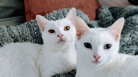 Blanca y Cotton