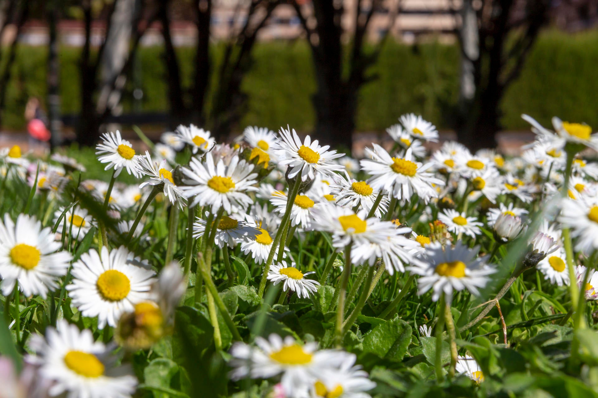 La previsión de Roberto Brasero para esta primavera: ¿lloverá mucho en los próximos meses? La previsión de Roberto Brasero para esta primavera: ¿lloverá mucho en los próximos meses?