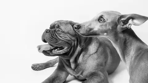 Perros Perros