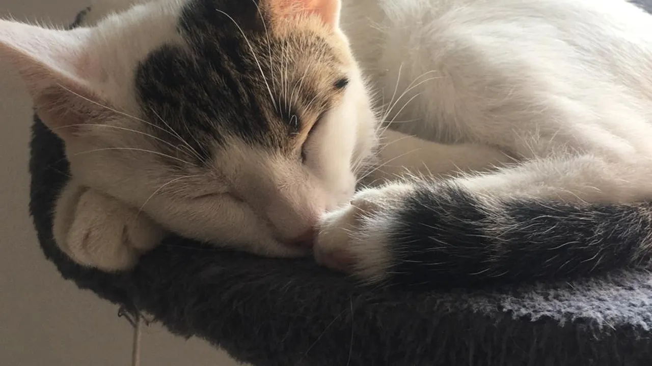 Ley Animal: Todo lo que debes saber si tienes perro o gato en la Comunidad Valenciana