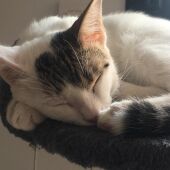 Ley Animal: Todo lo que debes saber si tienes perro o gato en la Comunidad Valenciana