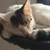 Ley Animal: Todo lo que debes saber si tienes perro o gato en la Comunidad Valenciana Ley Animal: Todo lo que debes saber si tienes perro o gato en la Comunidad Valenciana