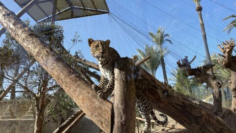 R&iacute;o Safari Elche celebra su cuarenta aniversario como uno de los referentes de conservaci&oacute;n animal en la Costa Blanca.