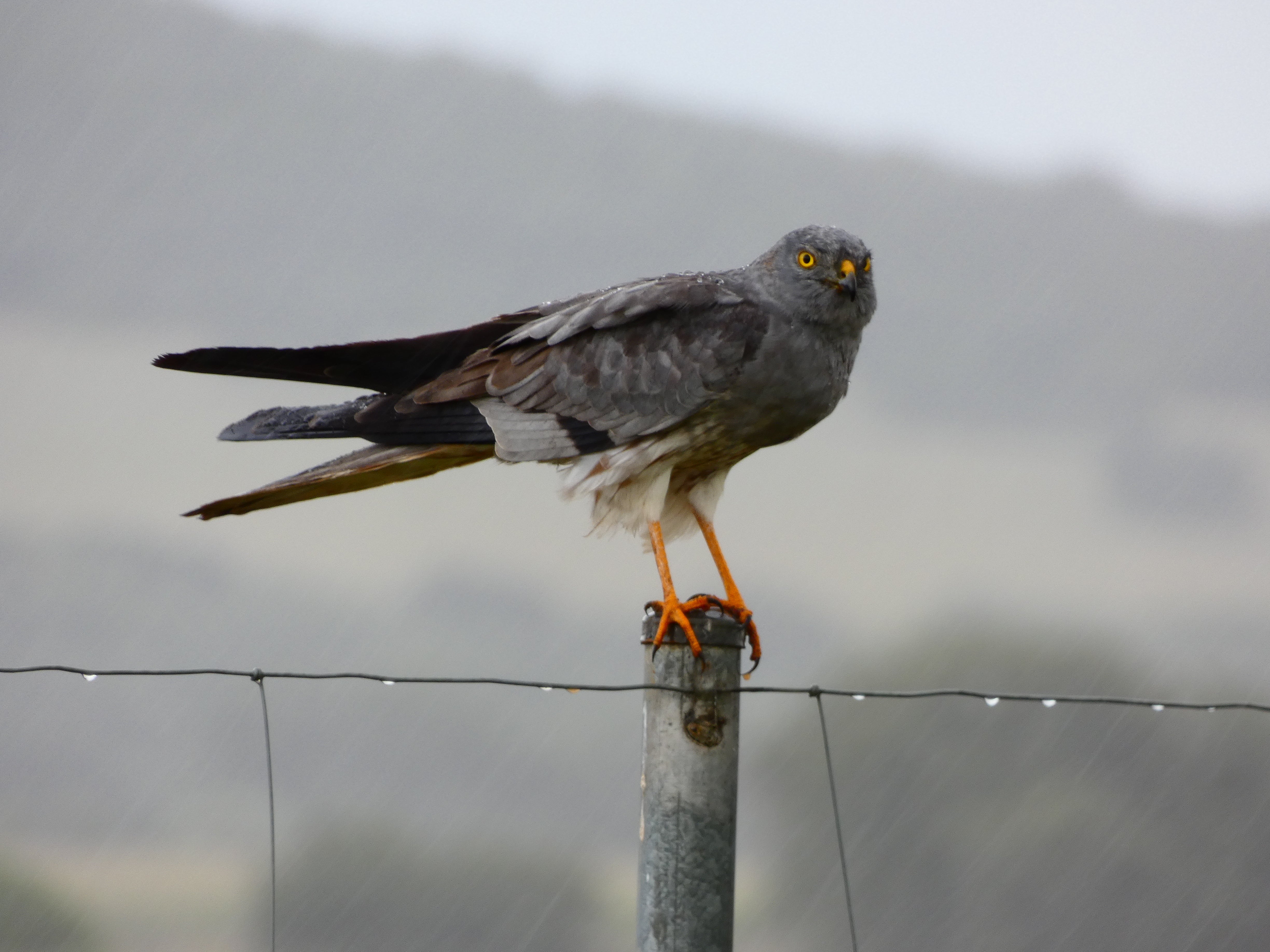 Los expertos piden la complicidad del Campo de Montiel para salvar al aguilucho cenizo Los expertos piden la complicidad del Campo de Montiel para salvar al aguilucho cenizo