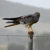 Aguilucho cenizo en la comarca de Campo de Montiel Aguilucho cenizo en la comarca de Campo de Montiel