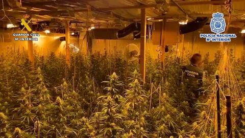Cultivo Indoor de Marihuana Cultivo Indoor de Marihuana