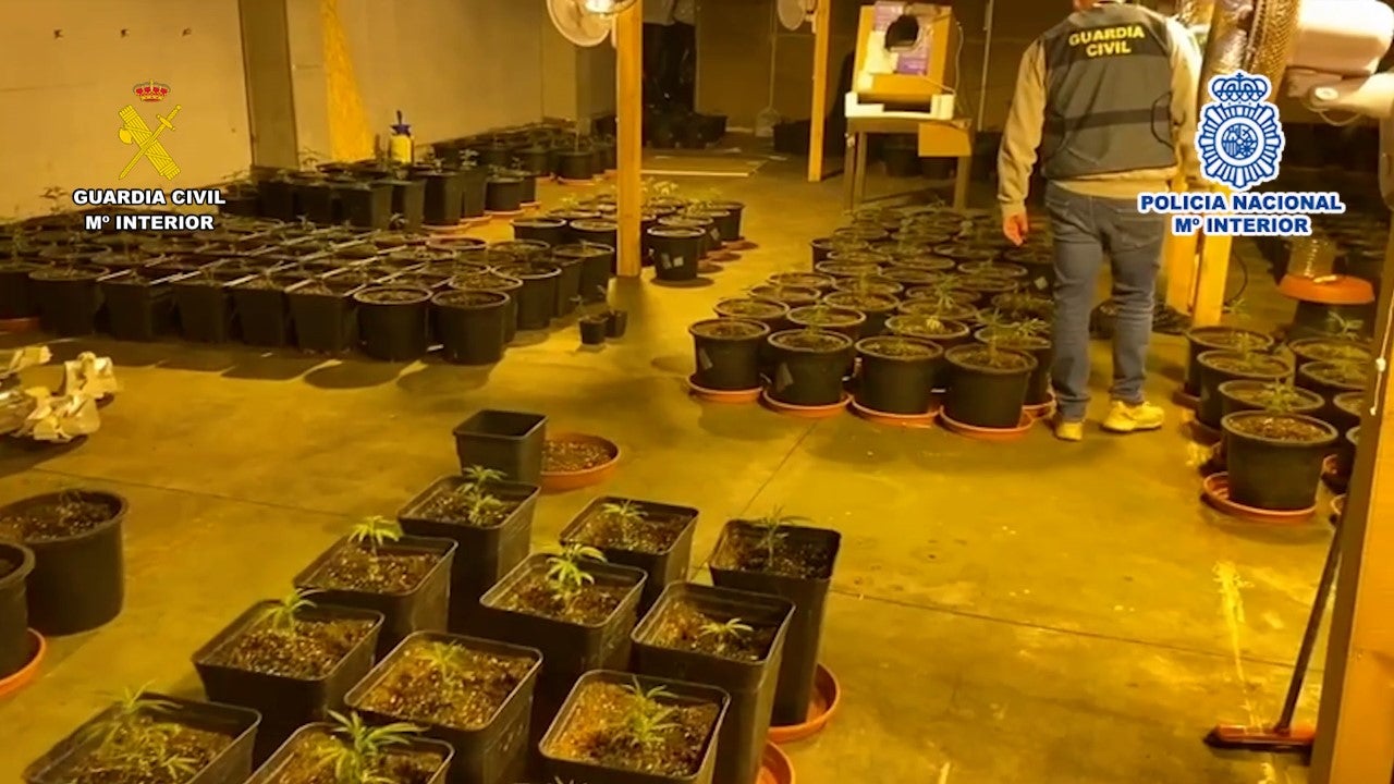 La Policía Nacional y la Guardia Civil desarticulan un grupo que cultivaba marihuana en Elche y Alicante para venderla en Europa La Policía Nacional y la Guardia Civil desarticulan un grupo que cultivaba marihuana en Elche y Alicante para venderla en Europa