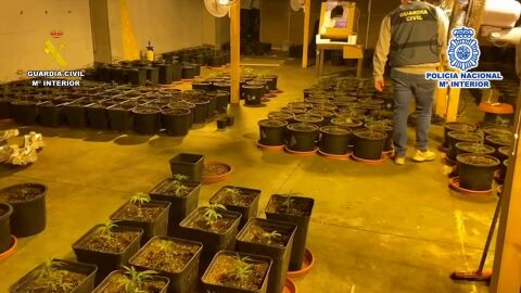 Plantas de marihuana intervenidas en la operación de la Policía Nacional y la Guardia Civil.