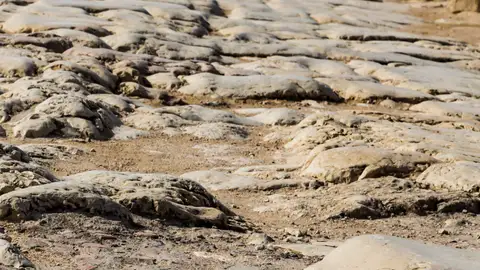 Calzada romana Calzada romana