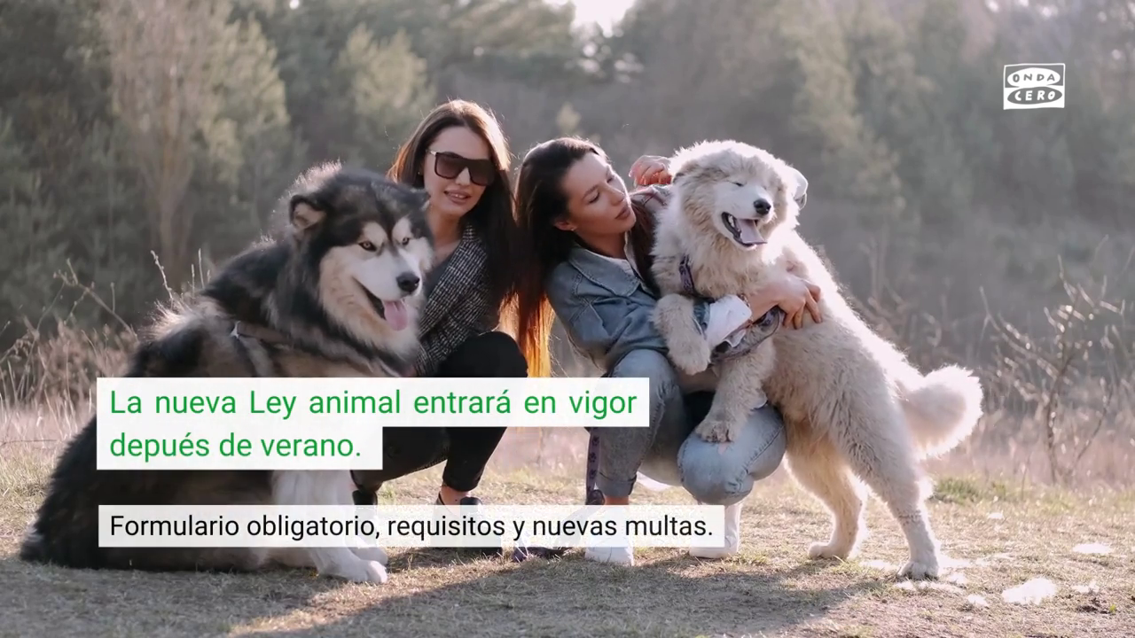 El BOE publica la ley de bienestar animal: esta es la fecha en la que entrará en vigor El BOE publica la ley de bienestar animal: esta es la fecha en la que entrará en vigor