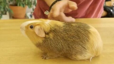 Adopta en JELO: una cobaya liberada de laboratorio busca un nuevo hogar 