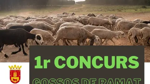 perros pastores concurso perros pastores concurso