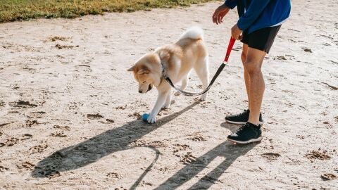 Ley animal: el documento que todos los due&ntilde;os de perros deben tener siempre en vigor