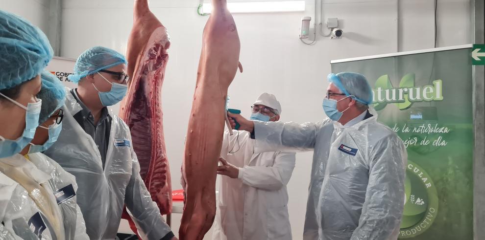 Marcada la primera canal de la IGP Cerdo de Teruel Marcada la primera canal de la IGP Cerdo de Teruel