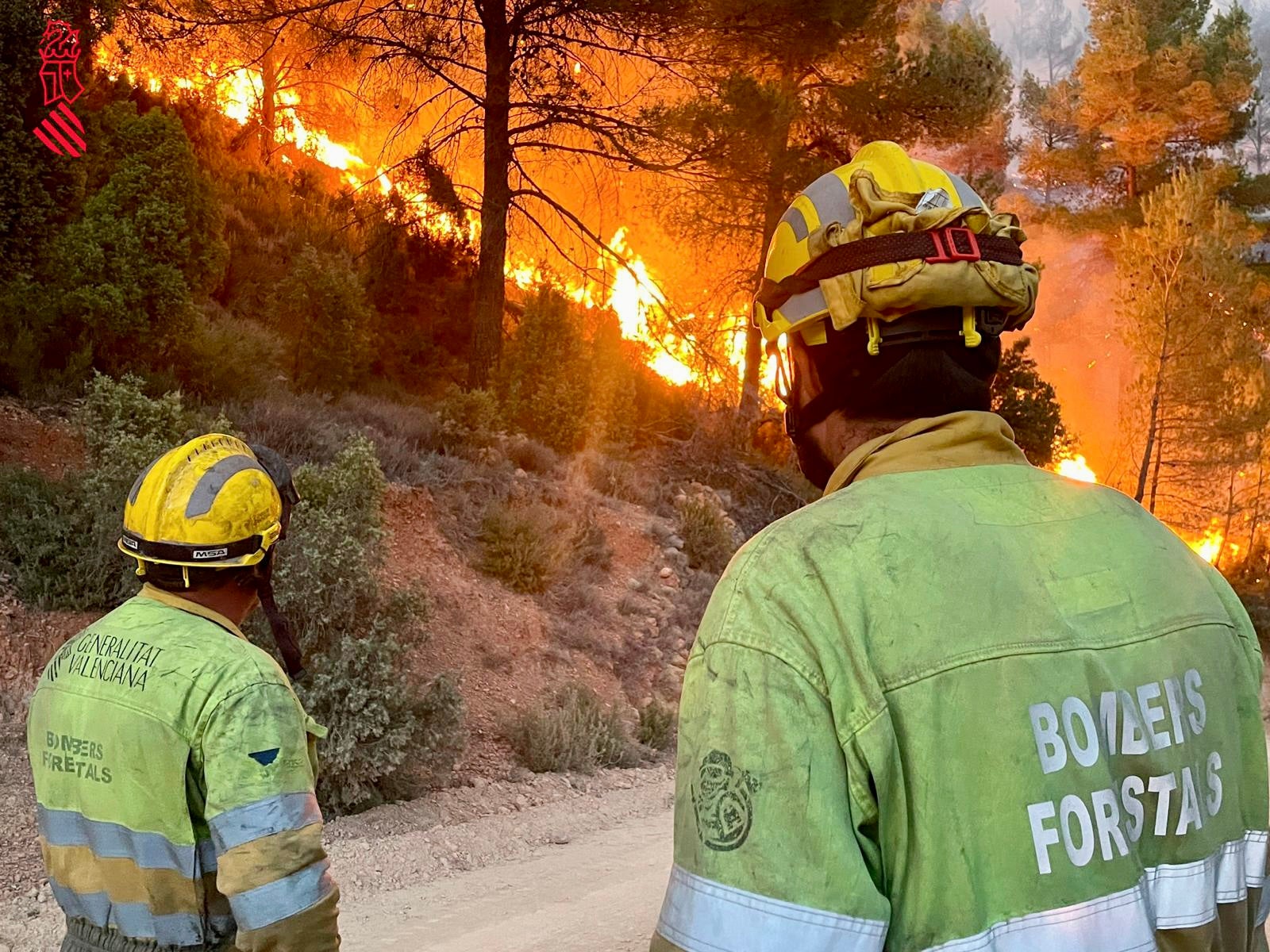 El incendio de Castellón ya ha quemado 12 millones de euros de un valor natural irreparable El incendio de Castellón ya ha quemado 12 millones de euros de un valor natural irreparable