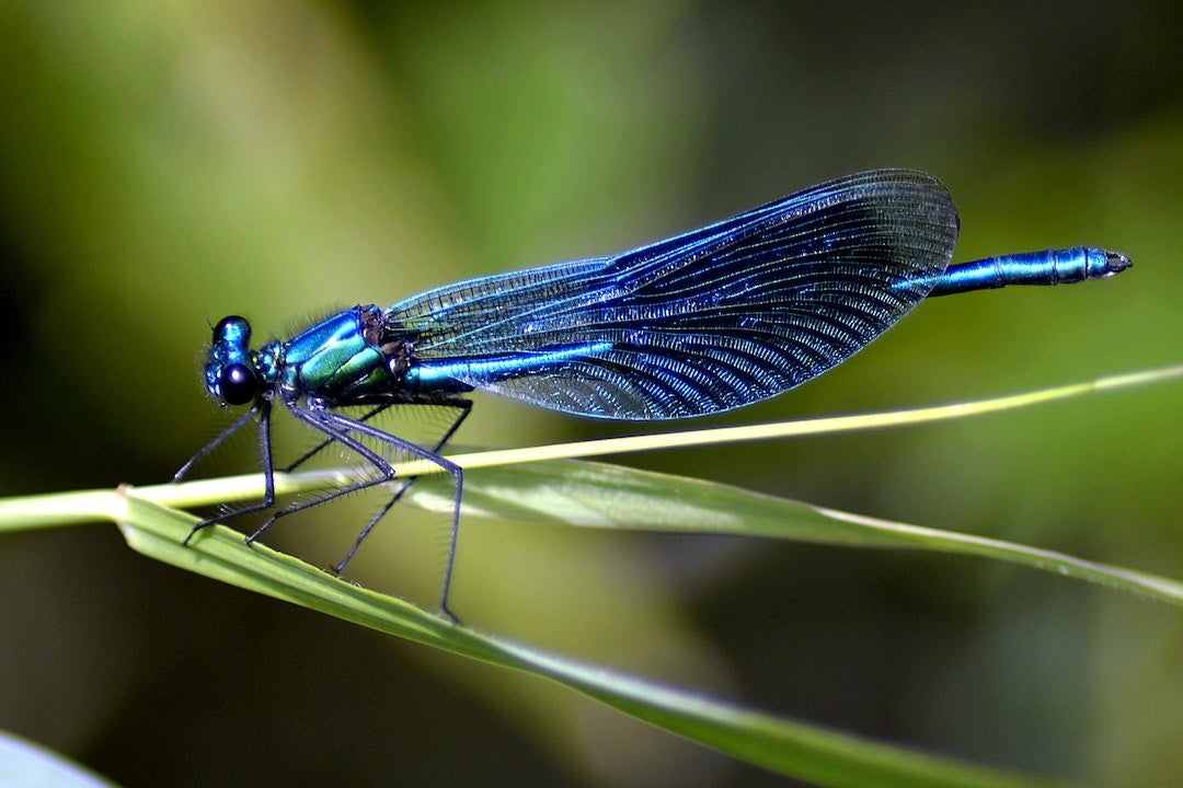 Aparici en órbita: ¿Cómo sabemos si sienten dolor los insectos? Aparici en órbita: ¿Cómo sabemos si sienten dolor los insectos?