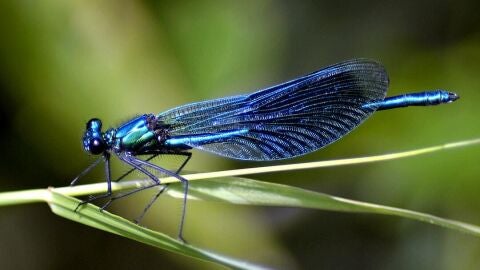 Imagen de archivo de una lib&eacute;lula