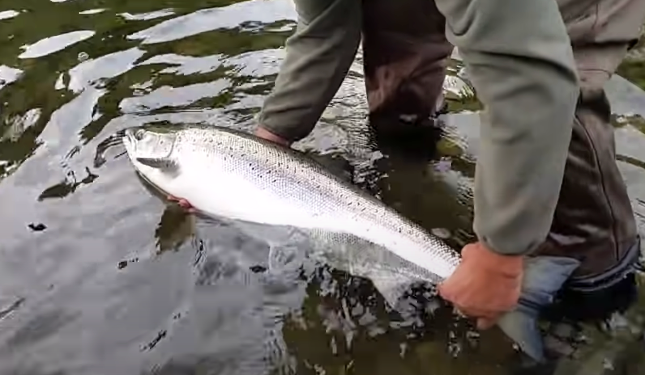 El 'campanu' de Cantabria se subastará en Piélagos con un precio de partida de 2.000 euros El 'campanu' de Cantabria se subastará en Piélagos con un precio de partida de 2.000 euros